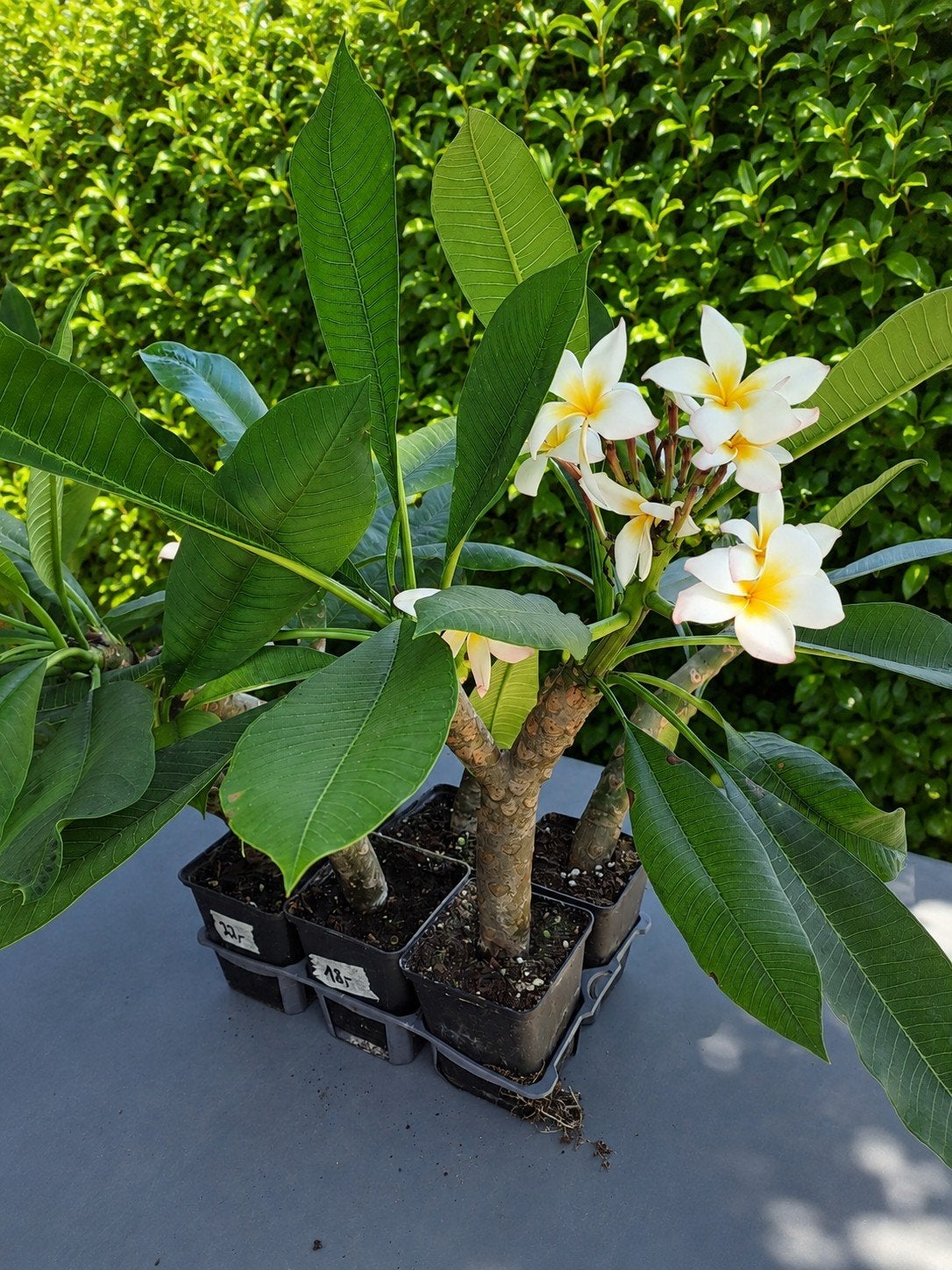 plumeria rubra ( Tempelboom), Tuin en Terras, Ophalen of Verzenden, Zomer, Overige soorten, Volle zon