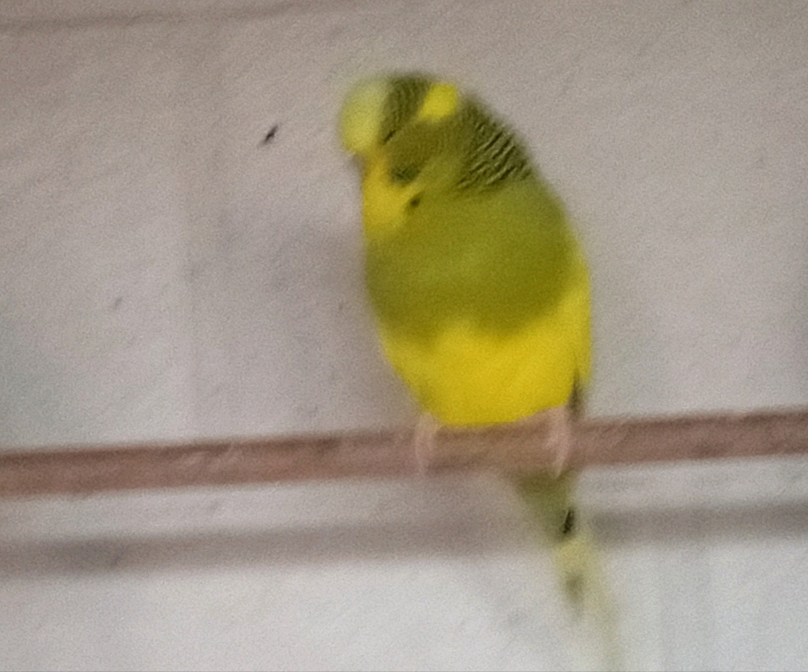 perruche anglaise, Femelle, Perruche