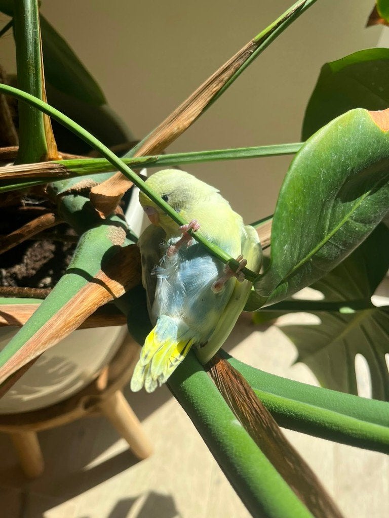 Belle perruche apprivoisée, Animaux & Accessoires, Oiseaux | Perruches & Perroquets, Femelle, Perruche, Domestique