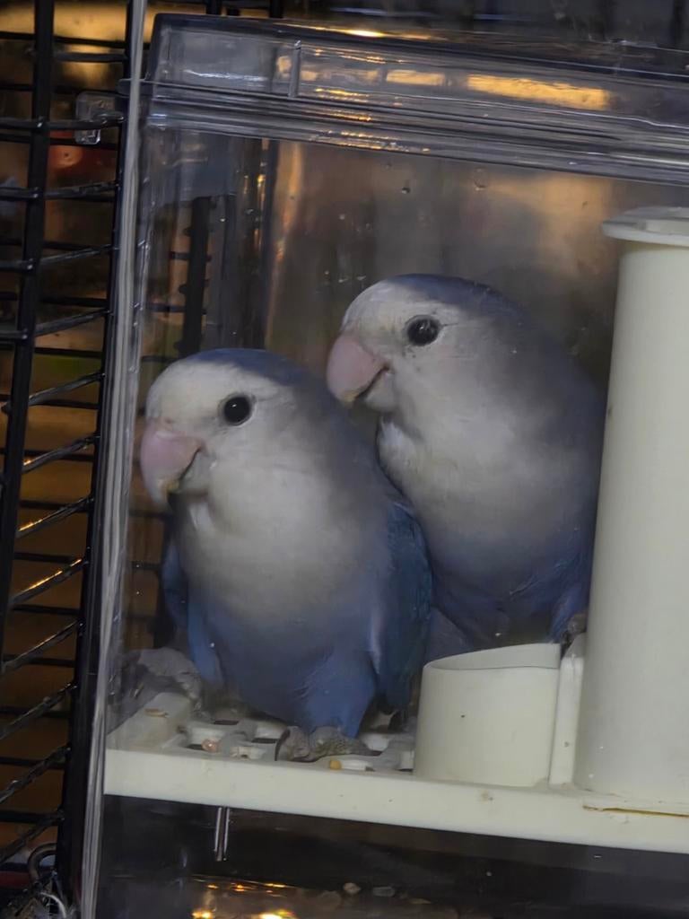 Liefdesvogels, Dieren en Toebehoren, Vogels | Parkieten en Papegaaien, Meerdere dieren, Dwergpapegaai of Agapornis, Pratend