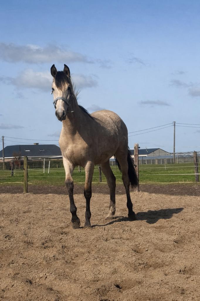 PRE valk merrie jaarling, Avec pedigree, 160 à 165 cm, 0 à 2 ans, Non dressé