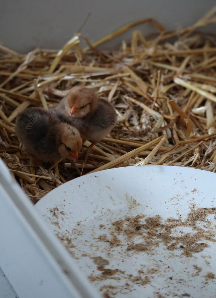 Poussins à réserver pour le week-end de Pâques, Dieren en Toebehoren, Pluimvee, Meerdere dieren, Kip