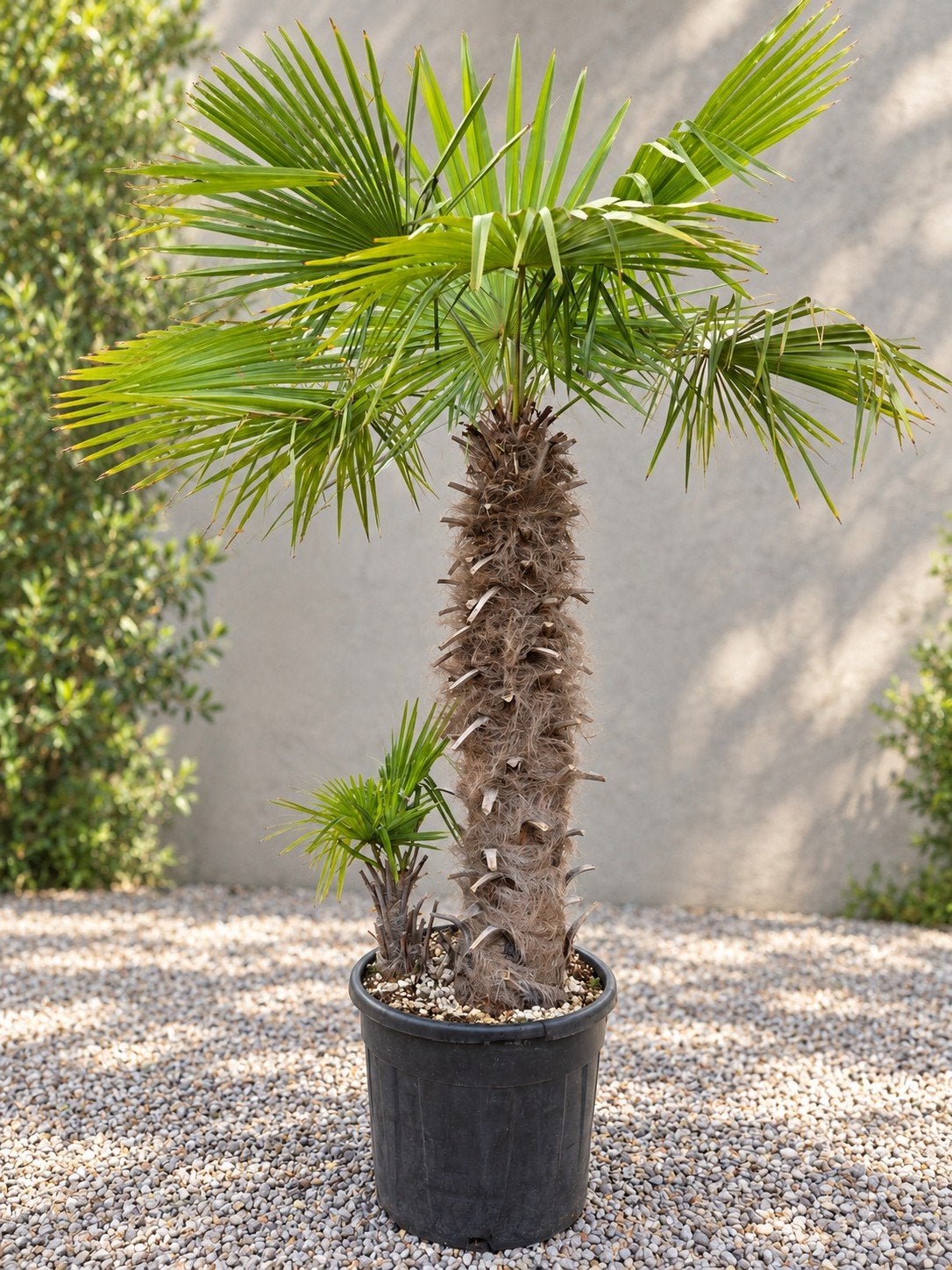 Winterharde palmboom Trachycarpus Fortunei, Tuin en Terras, Ophalen