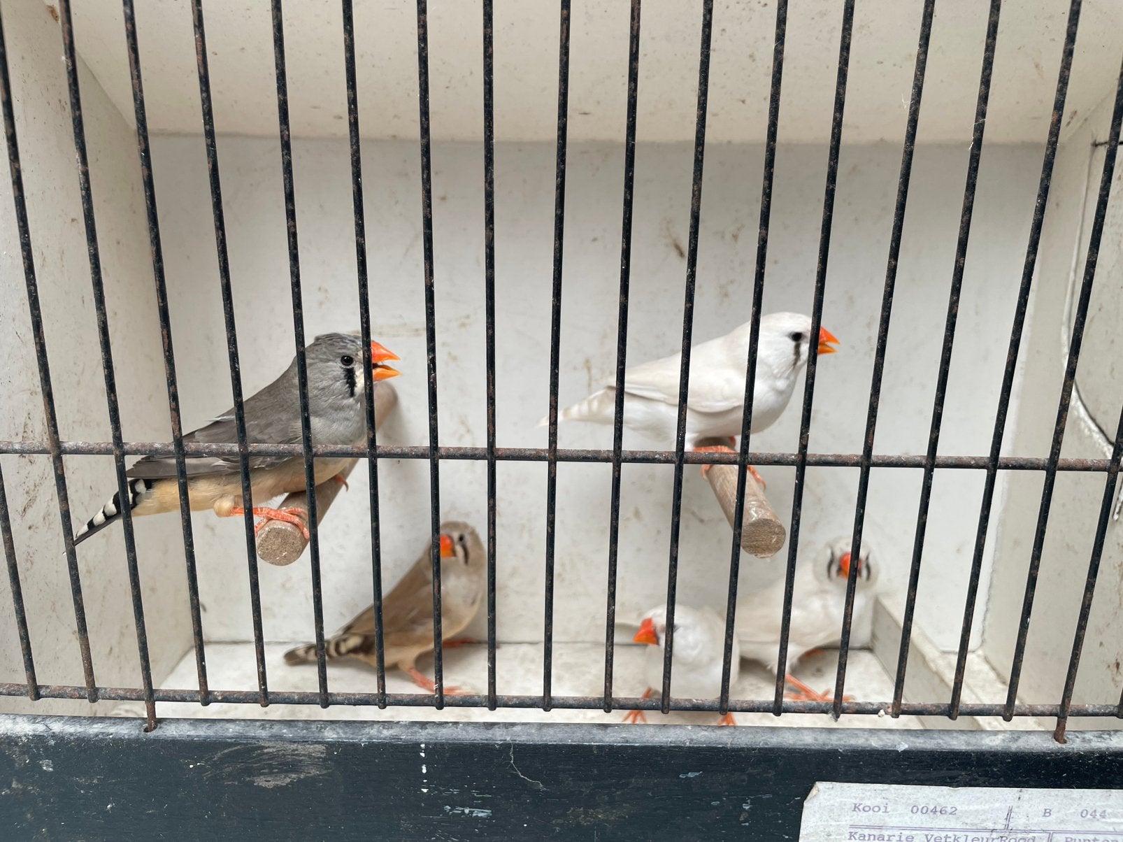 Zebravinken popjes, Animaux & Accessoires, Femelle, Oiseau tropical