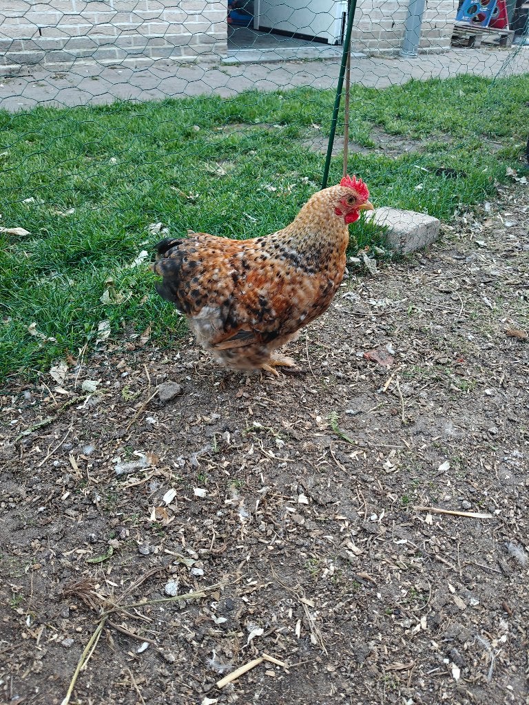 Jonge cochin kriel haan, Dieren en Toebehoren, Mannelijk, Kip