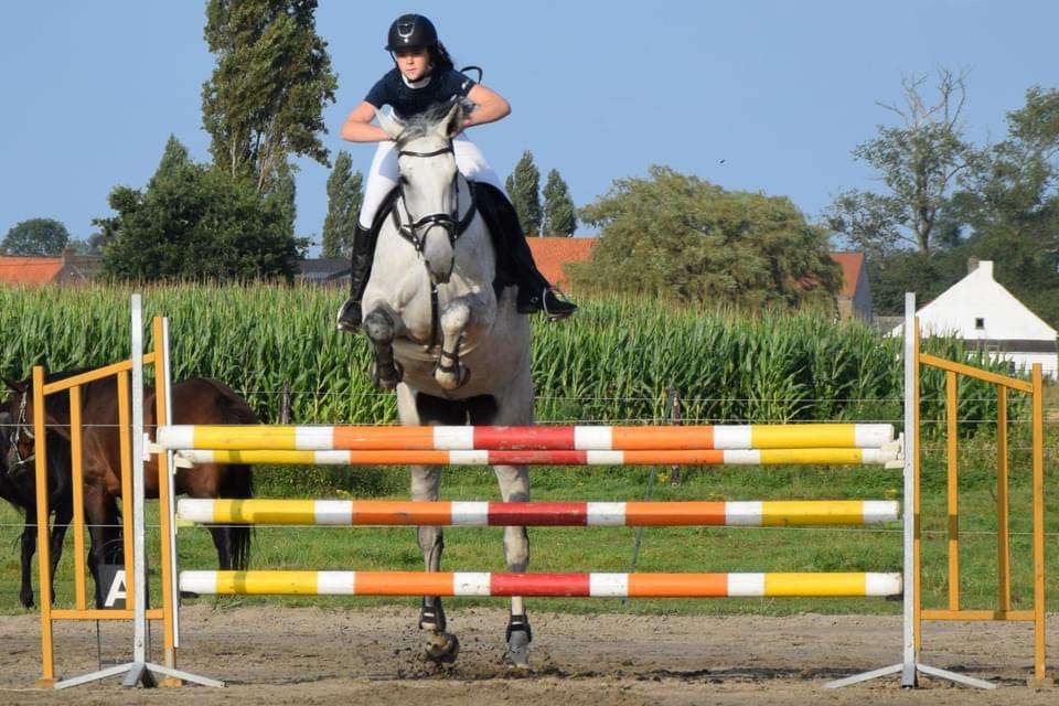 Brave getalenteerde merrie zoekt 5 steren huisje, Dieren en Toebehoren, Paarden, Merrie, Springpaard, Met stamboom, Zadelmak