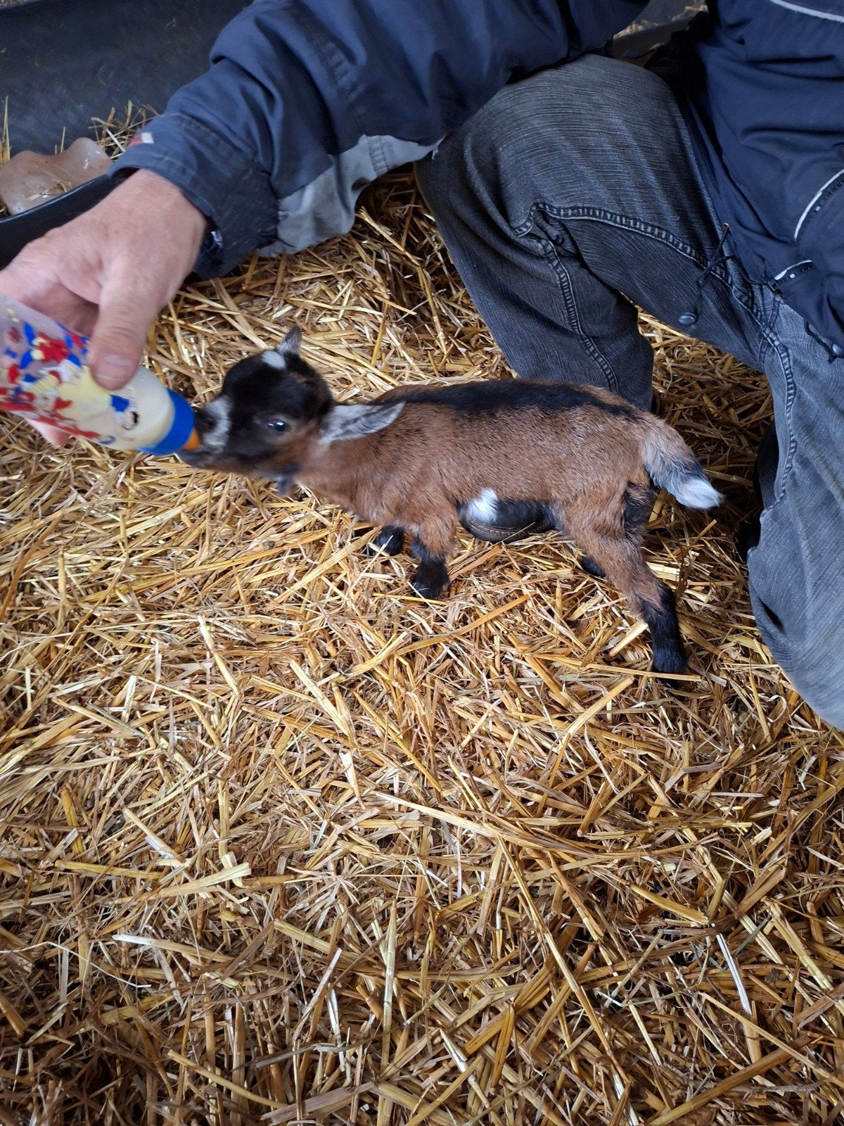 dwerggeitje, Dieren en Toebehoren