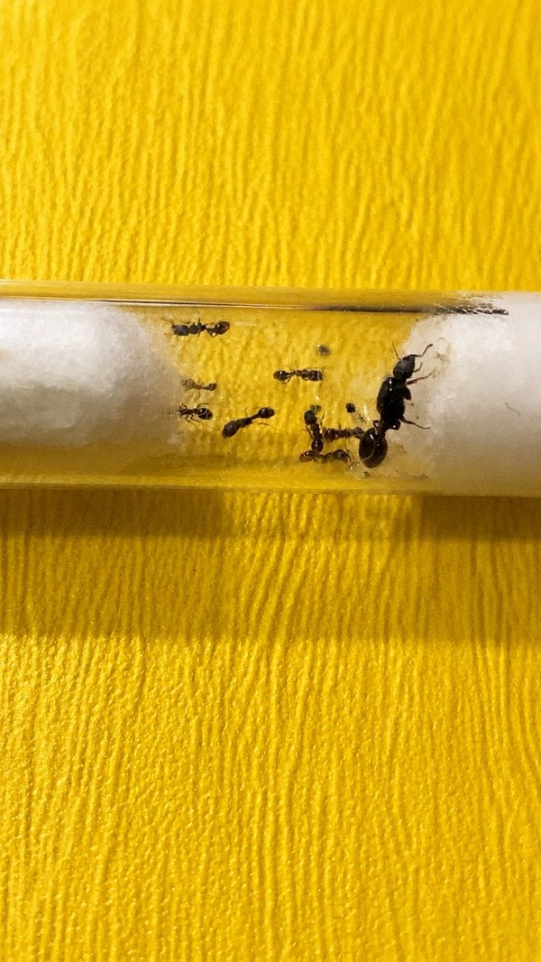 Tetramorium Caespitum mieren koningin met 1-10 werksters, Mieren