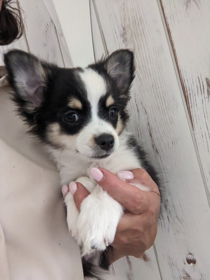 Chihuahua reu., België, Particulier, Reu, CDV (hondenziekte)