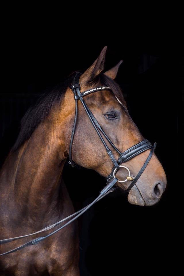 Fok/draagmerrie of weidemaatje, Dieren en Toebehoren, Merrie