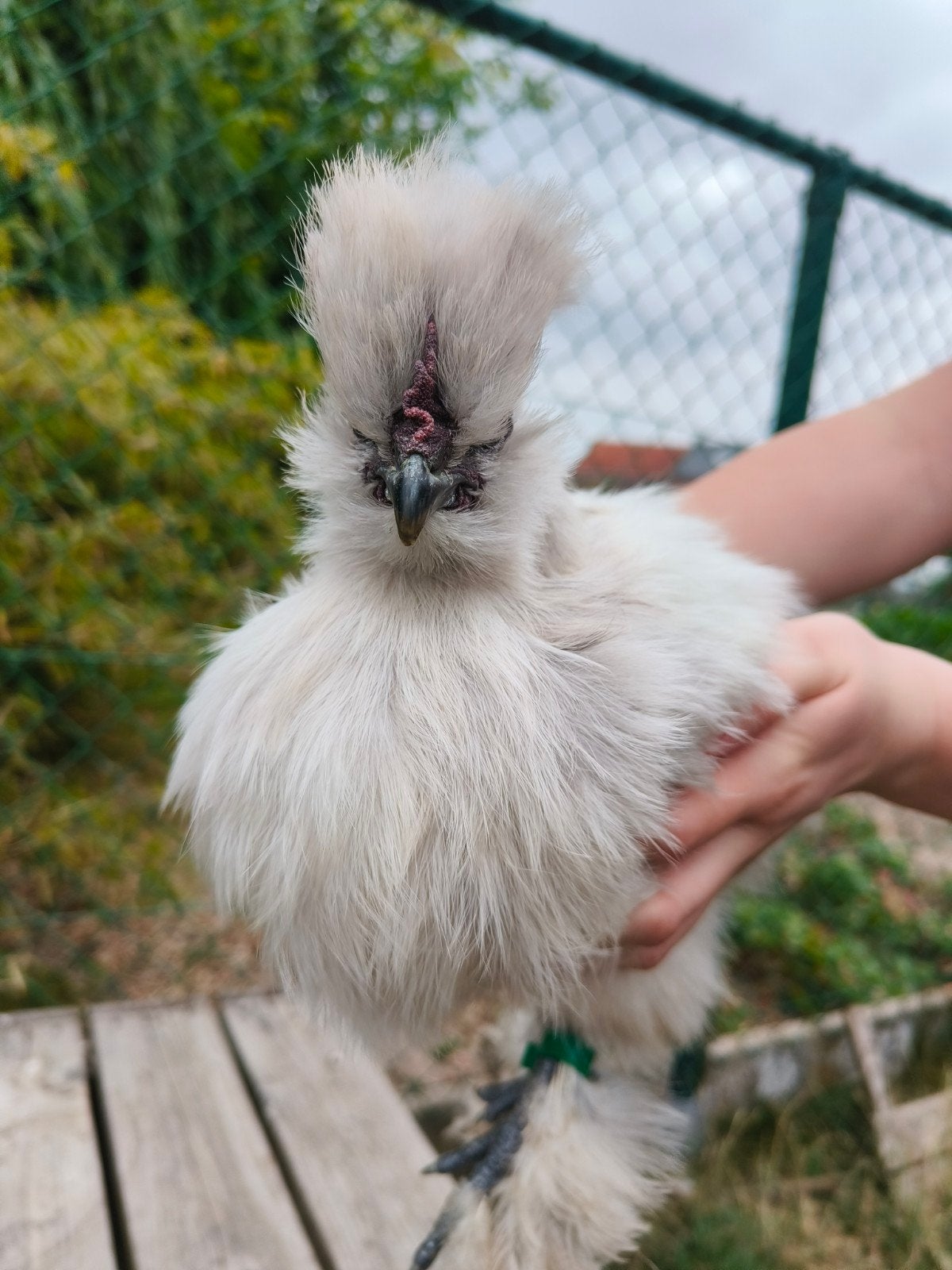 USA zijdehoender haan, Animaux & Accessoires, Volatiles, Mâle, Poule ou poulet