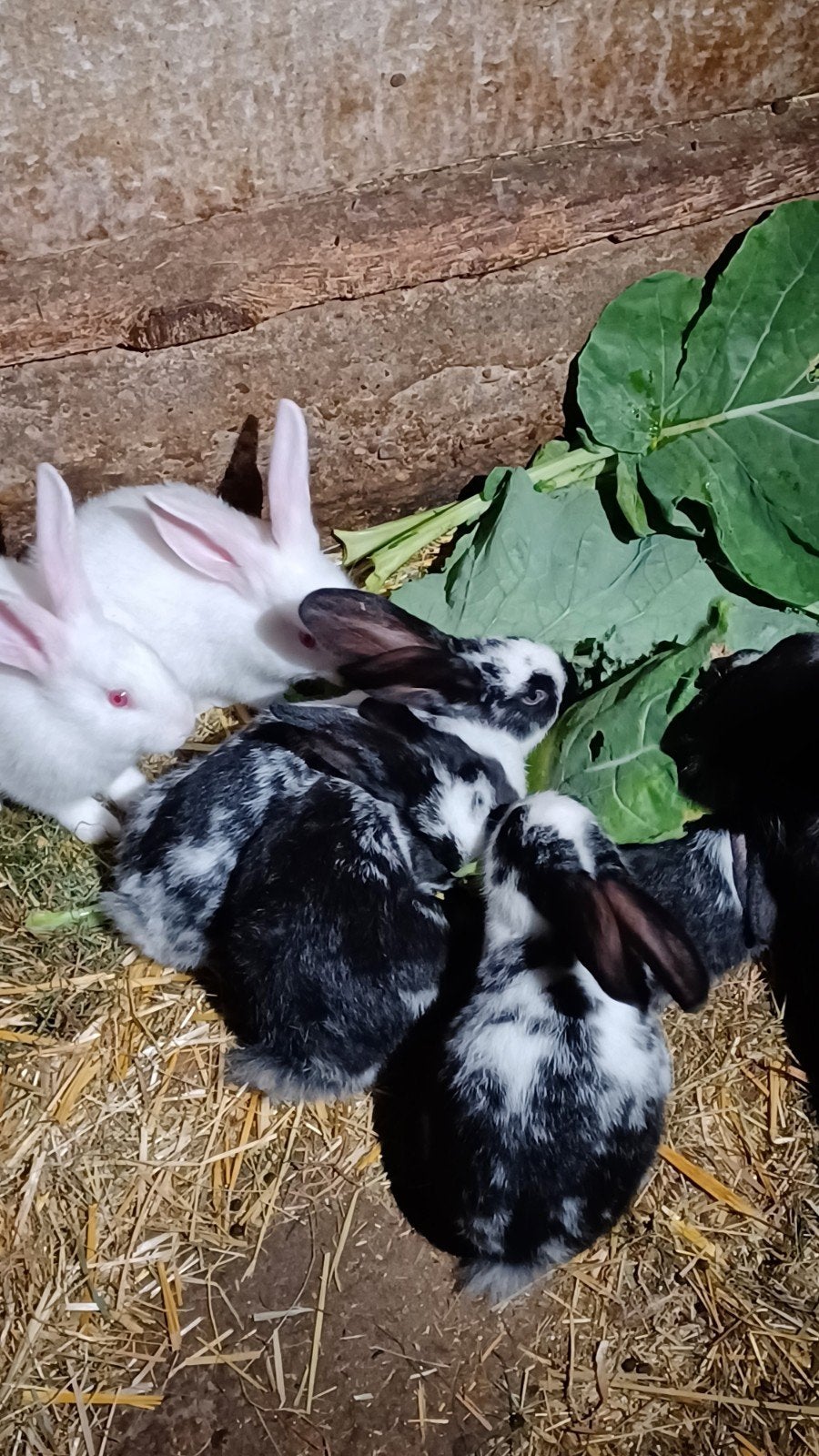 jonge vleeskonijnen, Dieren en Toebehoren