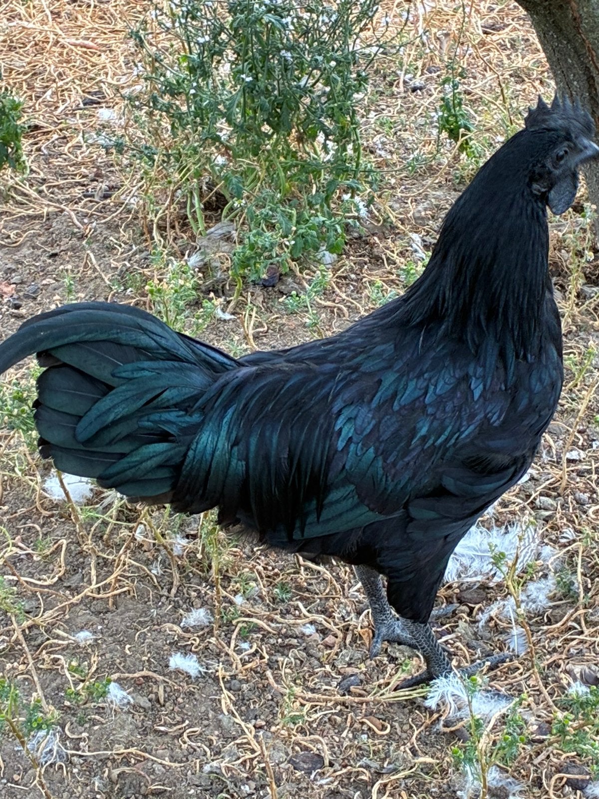 Ayam cemani haan, Dieren en Toebehoren, Pluimvee, Mannelijk, Kip