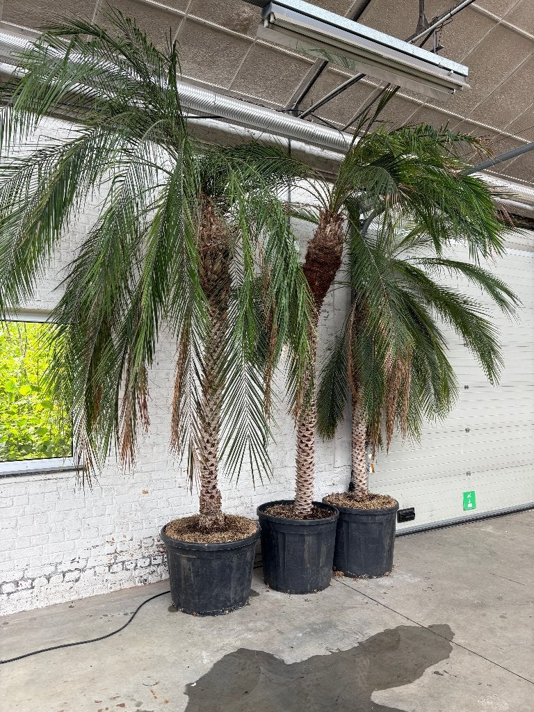 Phoenix roebelenii - Dwergdadelpalm h250-450, Ophalen, Winter, Palmboom, 250 tot 400 cm