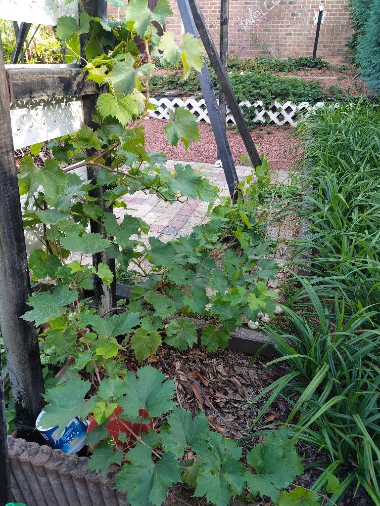 Pergola met blauwe druivenlaar alles samen., Ophalen