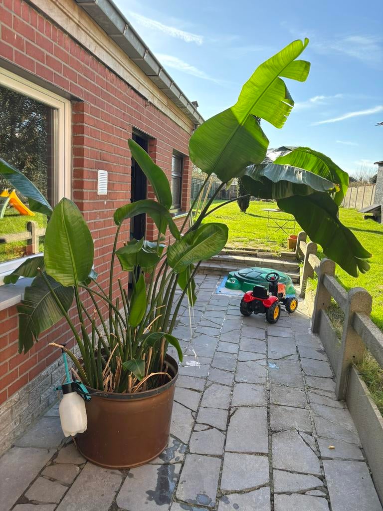 Strelitzia plant met koper pot, Enlèvement