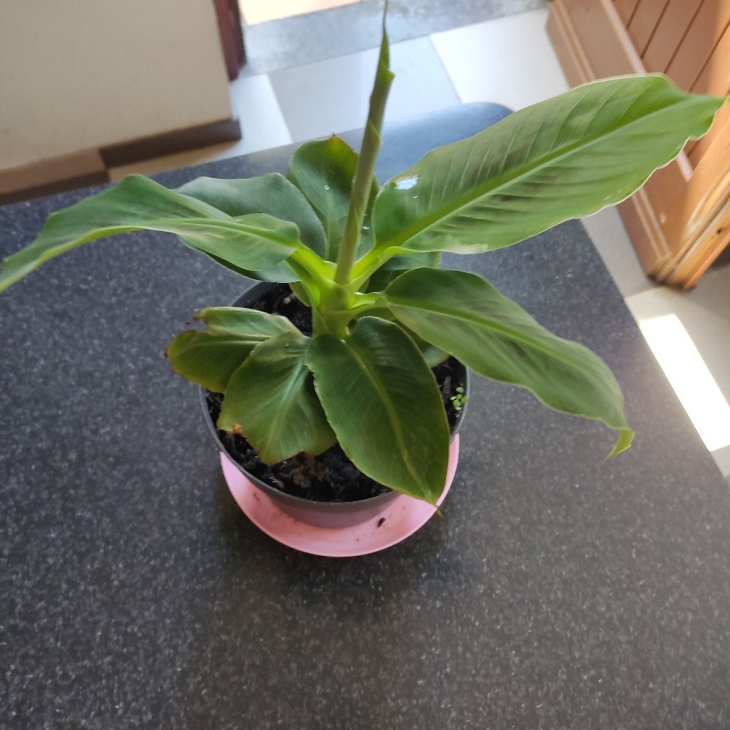 Bananier Musa acuminata, Maison & Meubles, Plantes d'intérieur, Autres espèces, En pot, Moins de 100 cm, Enlèvement