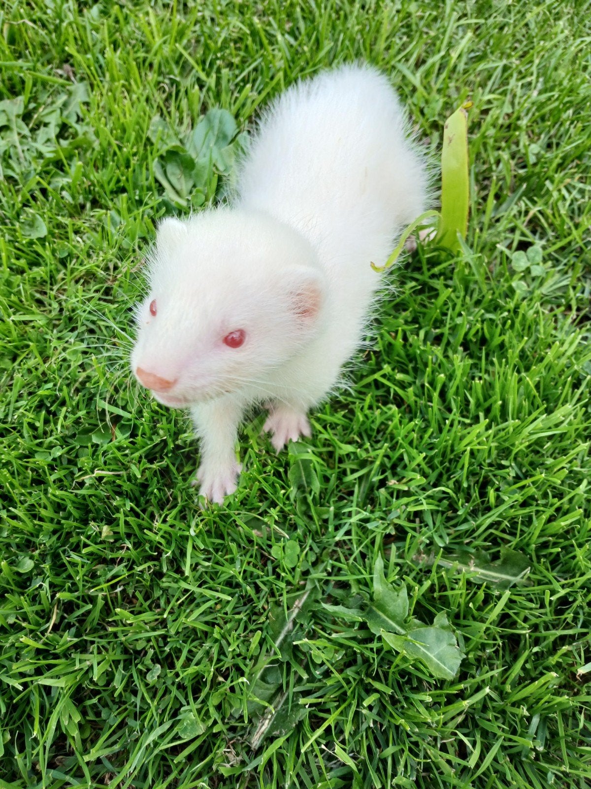 fret albino, Animaux & Accessoires, Animaux Autre, Juillet, Femelle