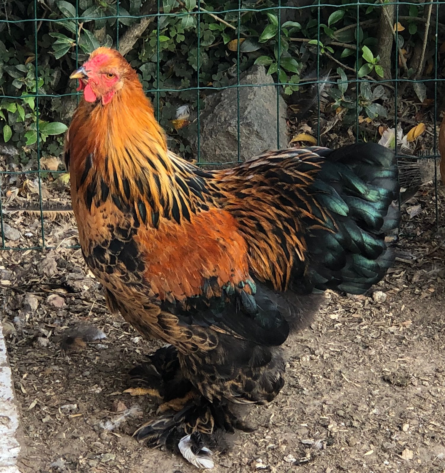 Brahma krielen, Dieren en Toebehoren, Pluimvee, Meerdere dieren, Kip