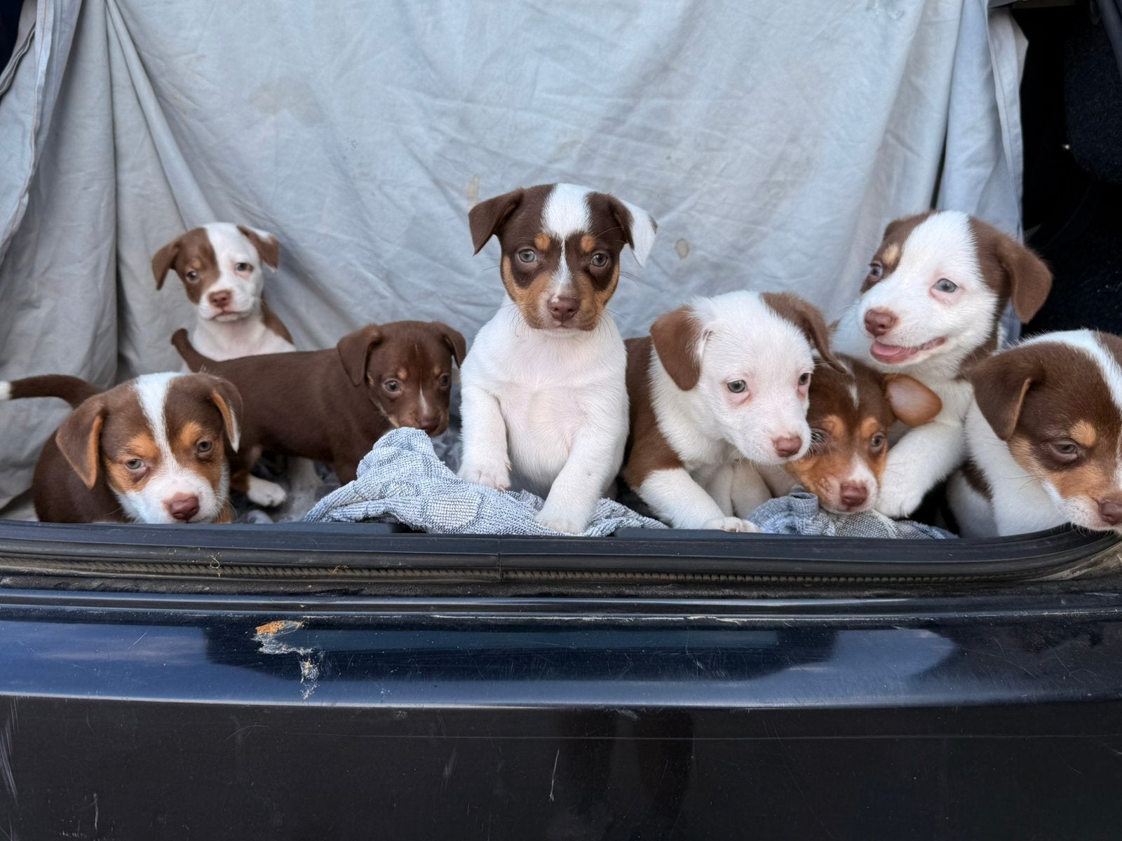 boerenfoxen pups, Dieren en Toebehoren, Honden | Jack Russells en Terriërs, Meerdere dieren, Overige rassen, Fokker | Professioneel