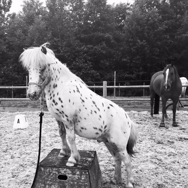 gratis paardenmest, Tuin en Terras, Ophalen