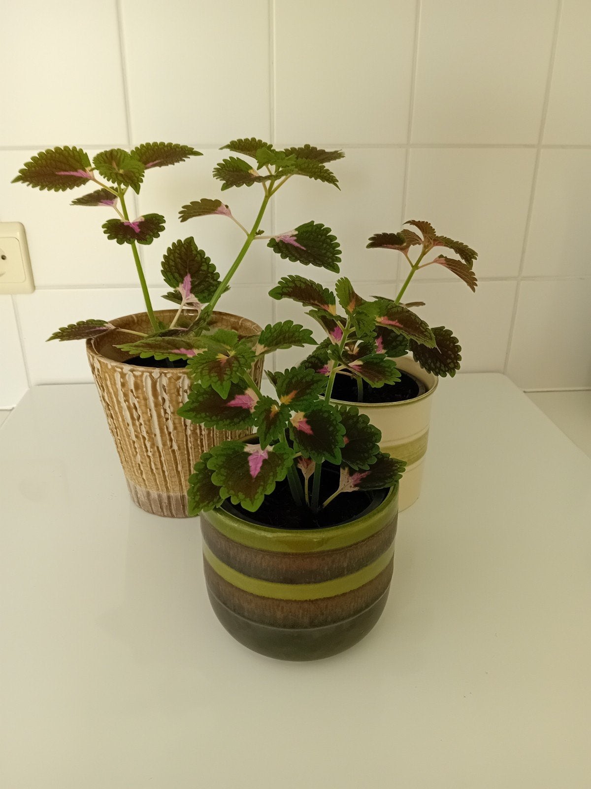 Siernetel in sierpotje, decoratief per 3, Huis en Inrichting, Kamerplanten, Ophalen, Overige soorten, Halfschaduw, In pot