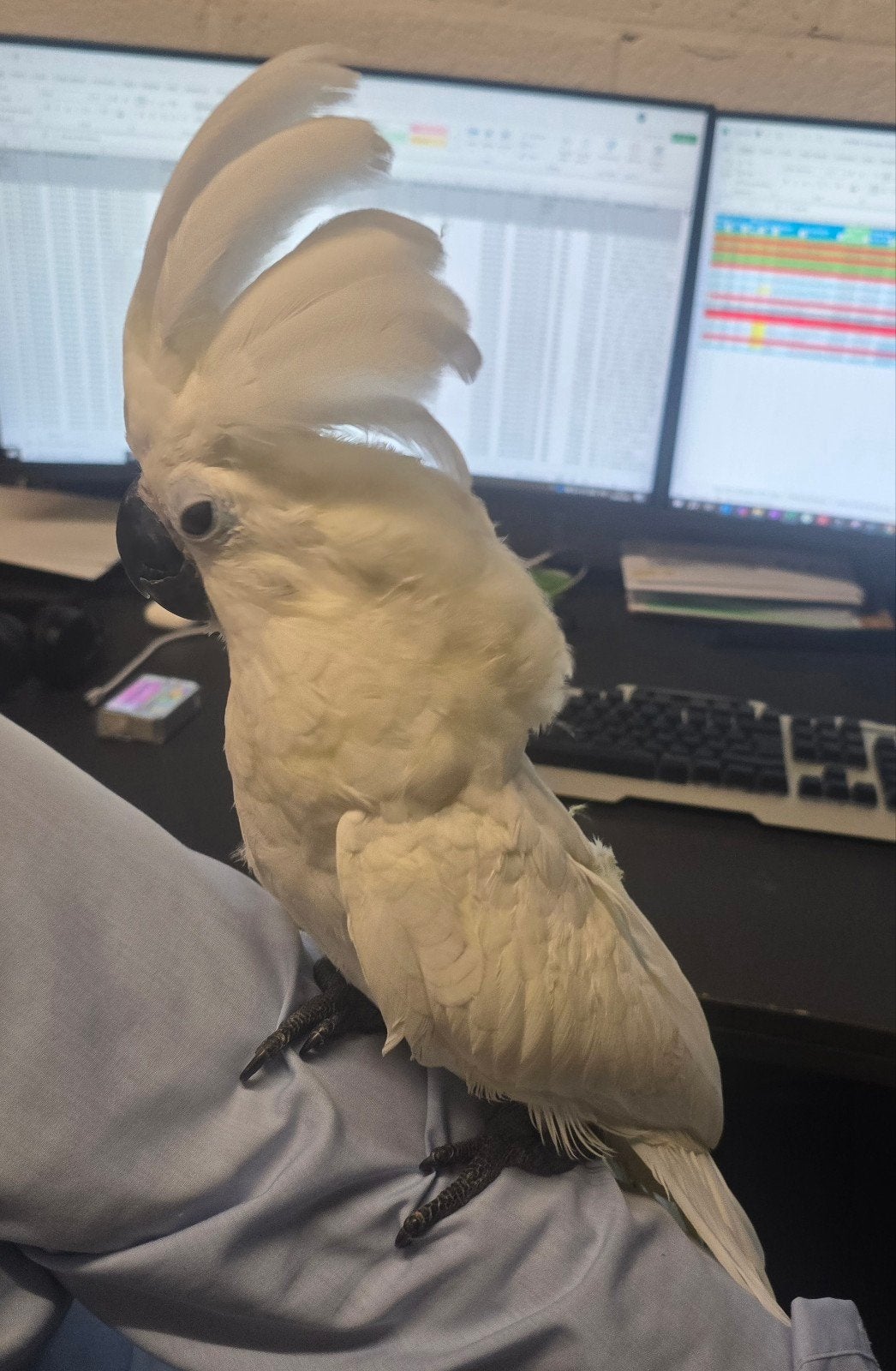 witte kaketoe, Dieren en Toebehoren, Geringd