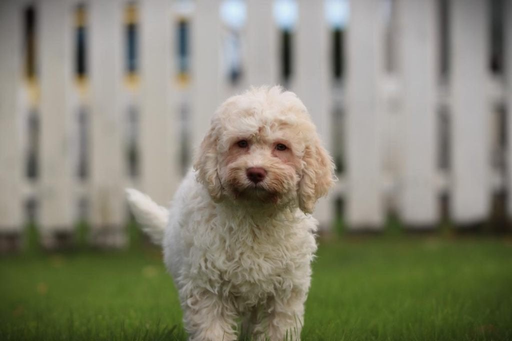 Chiots Lagotto : l'alternative idéale au Labradoodle, Maladie de Carré (chiens), Autres races, Plusieurs, Belgique
