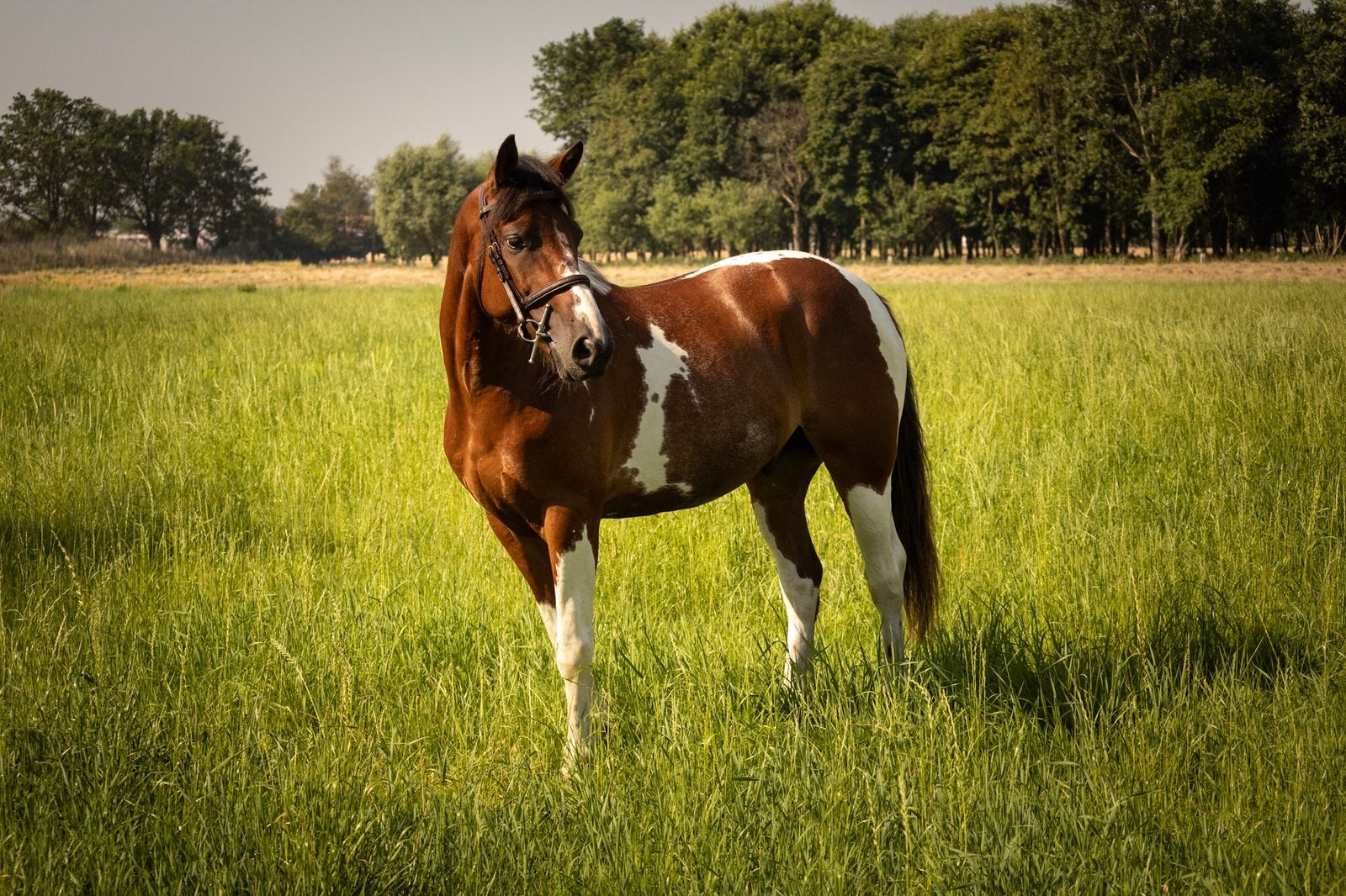 Lieve en betrouwbare D pony te koop, Hongre, M