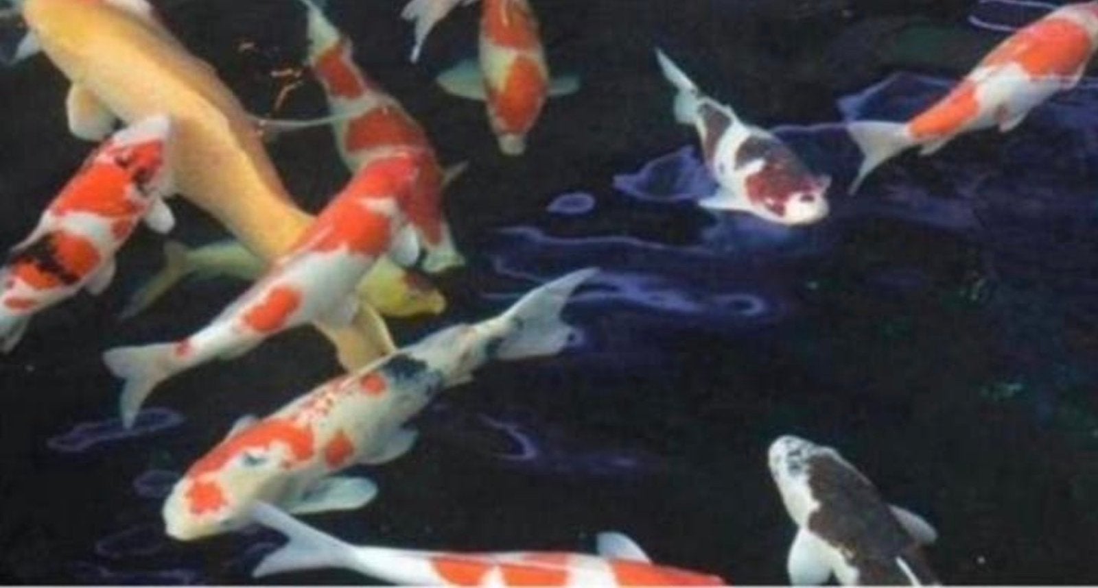 Vijvervissen te koop gevraagd. Koi en steur., Dieren en Toebehoren, Vissen | Vijvervissen, Karper of Koi