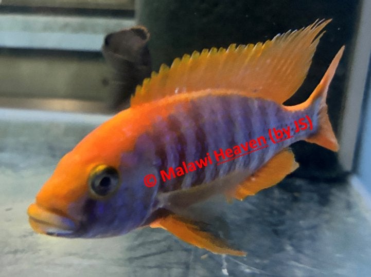 Aulonocara Sunset malawi cichliden, Poisson, Poisson d'eau douce, Banc de poissons