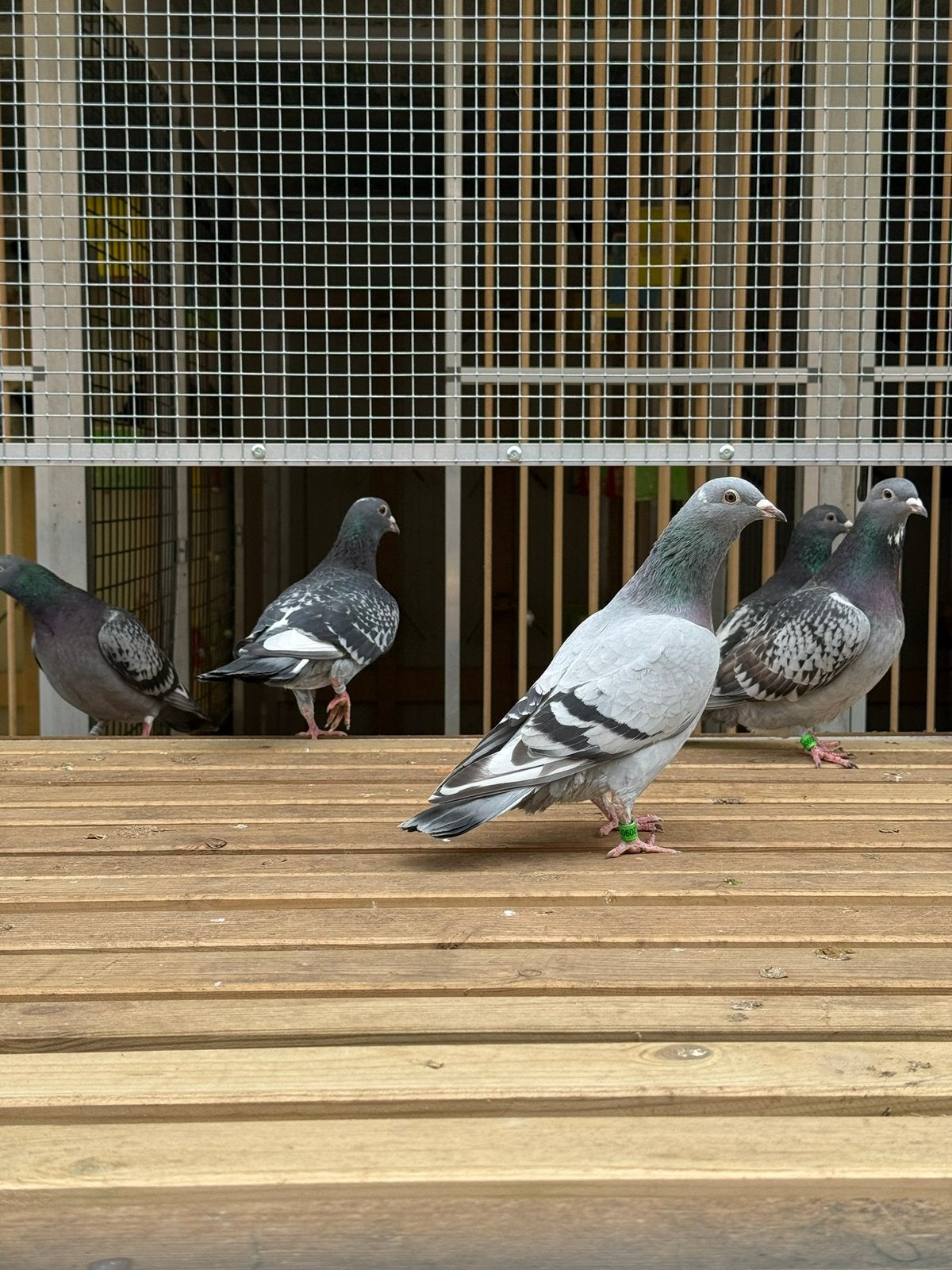 Duiven, Dieren en Toebehoren, Meerdere dieren, Overige soorten