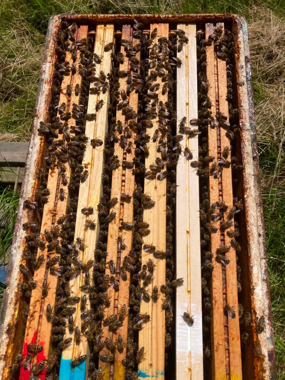 Essaim abeilles, Enlèvement