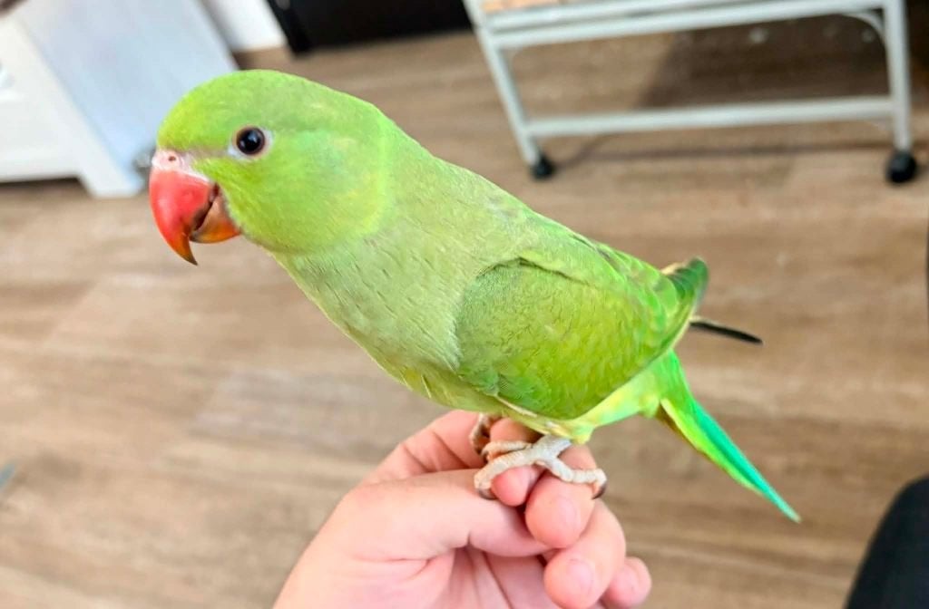 Perruche à collier apprivoisée, Animaux & Accessoires, Oiseaux | Perruches & Perroquets, Perruche, Femelle, Domestique, Bagué