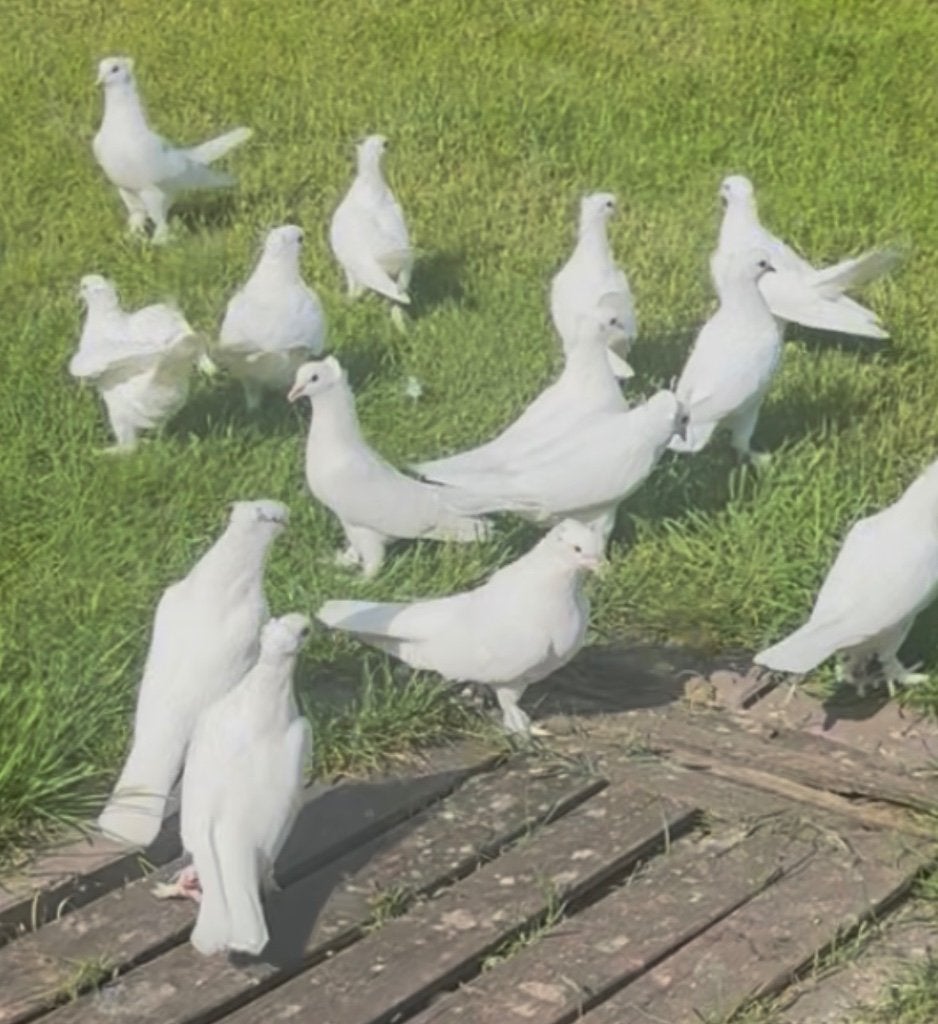 Takla, Meerdere dieren, Tuimelaar of Roller