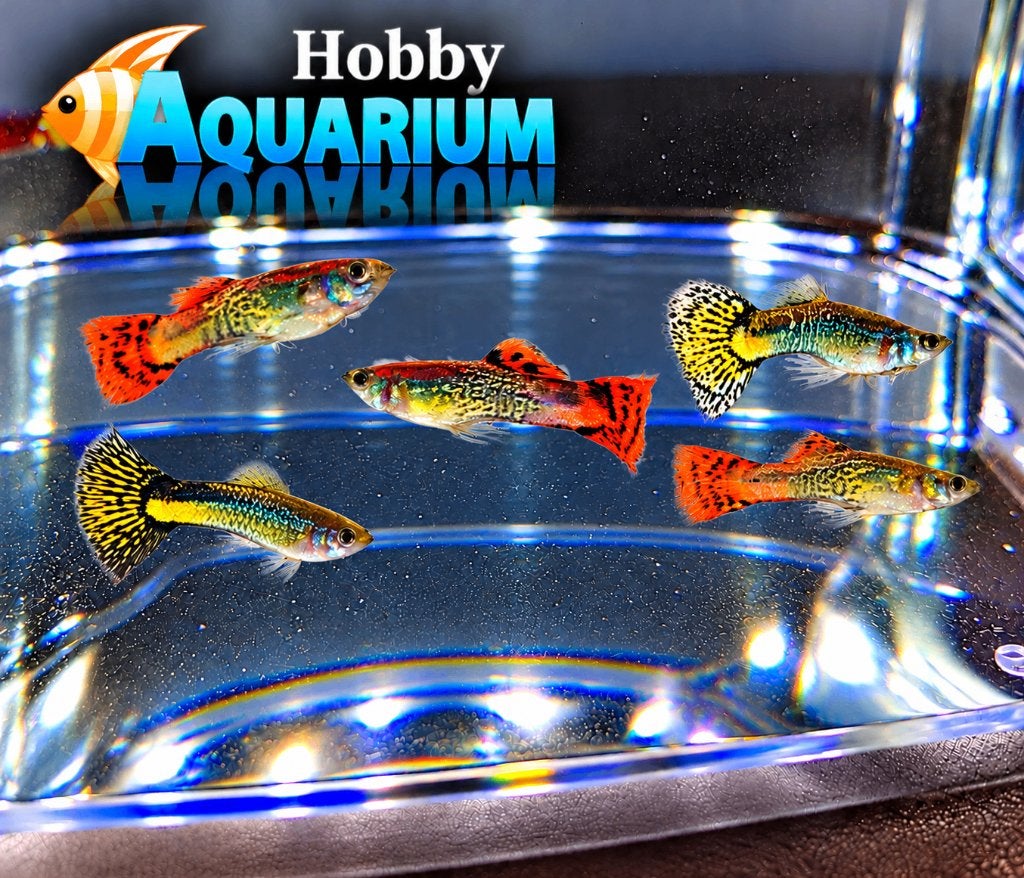 Hobbyaquarium Poec Ret Snakeskin guppy m Mix uitzoeken, Animaux & Accessoires, Poisson, Poisson d'eau douce, Banc de poissons