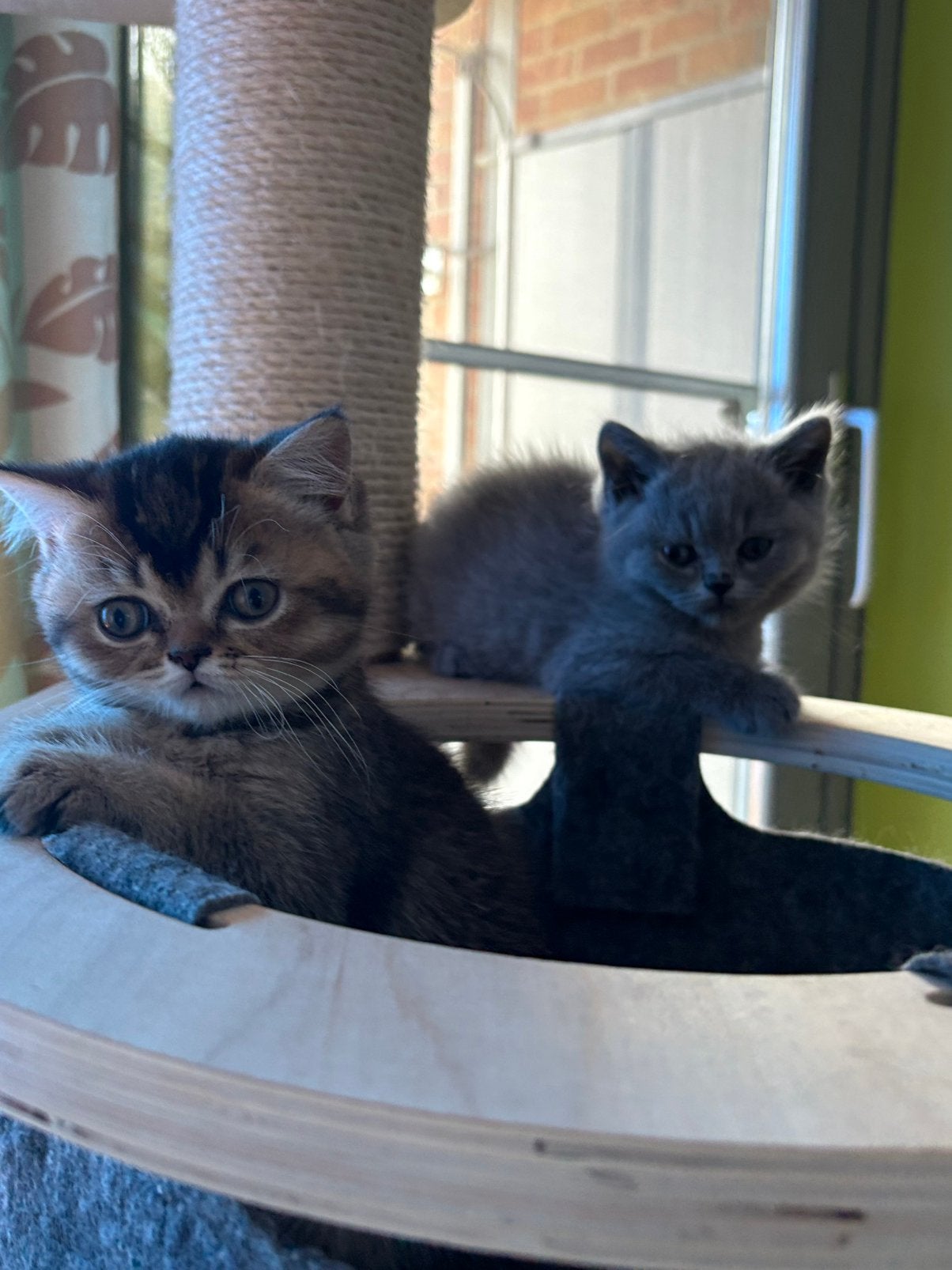 Brits korthaar Lyabuba, Chatte ou Chat, Avec puce électronique, 0 à 2 ans
