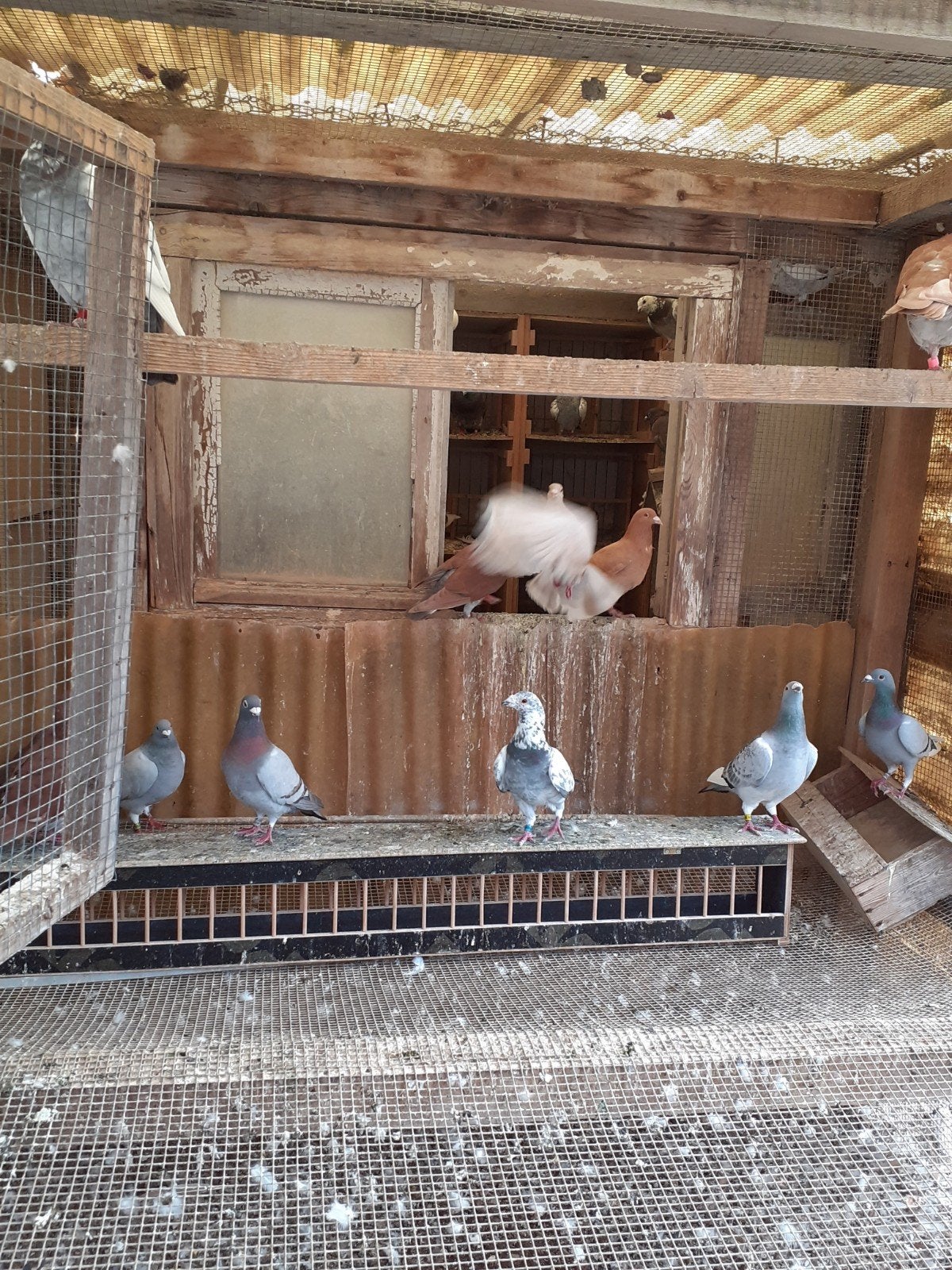 kleurduiven. jonge en over jarigen Rebella's., Dieren en Toebehoren