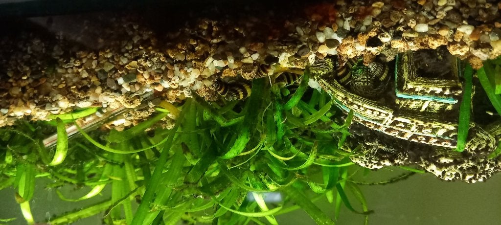 aquarium, Dieren en Toebehoren, Ophalen, Gebruikt