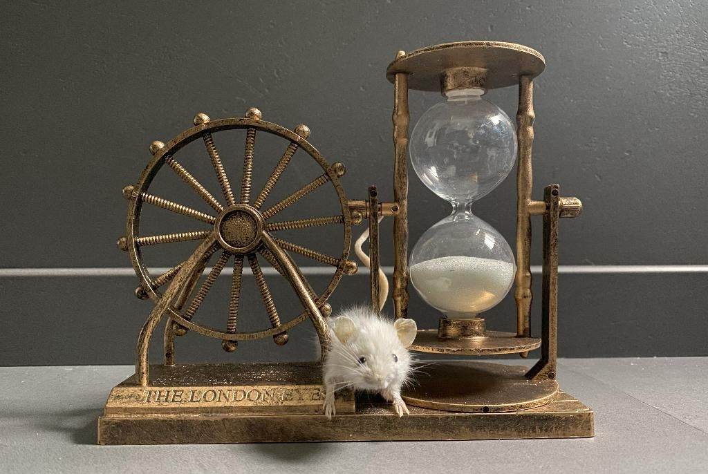 Londen taxidermie muis met zandloper, Ophalen of Verzenden