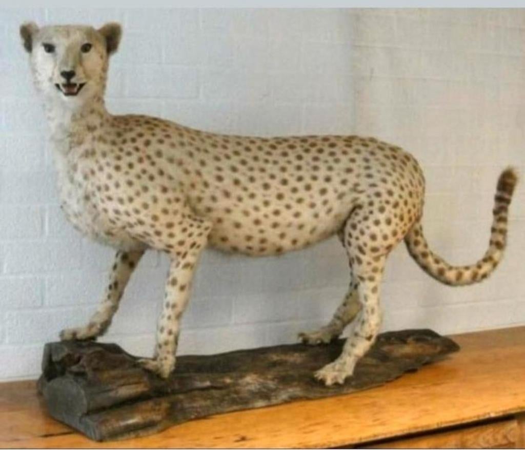 Oude Opgezette CHEETAH JACHTLUIPAARD Te Koop Intermassa BV, Ophalen, Zo goed als nieuw