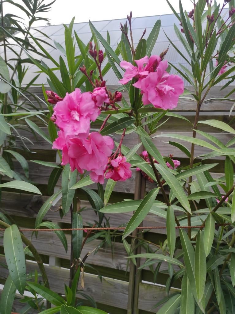 Oleander, Tuin en Terras, Planten | Tuinplanten, Ophalen