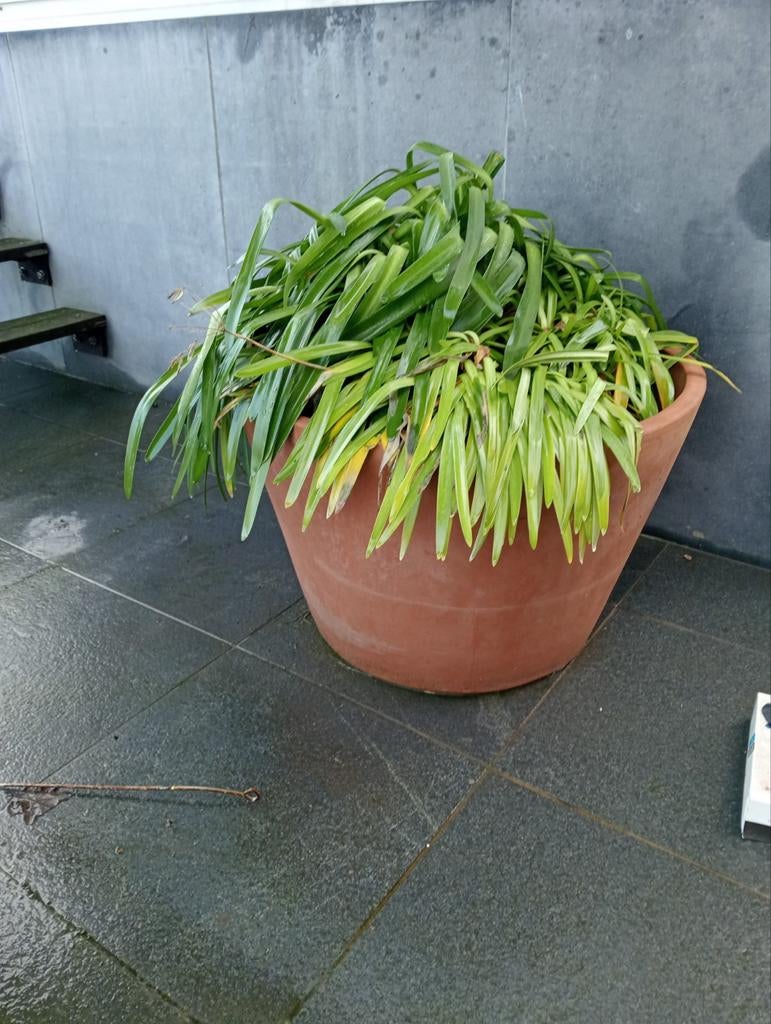 Terracotta potten, Tuin en Terras, Ophalen