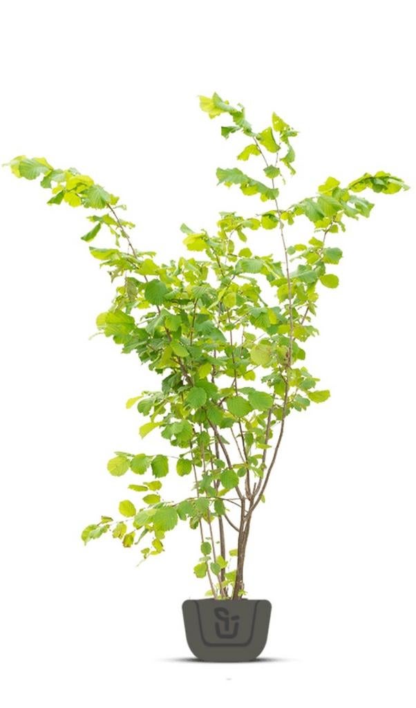 HAZELAAR IN POT, Ophalen