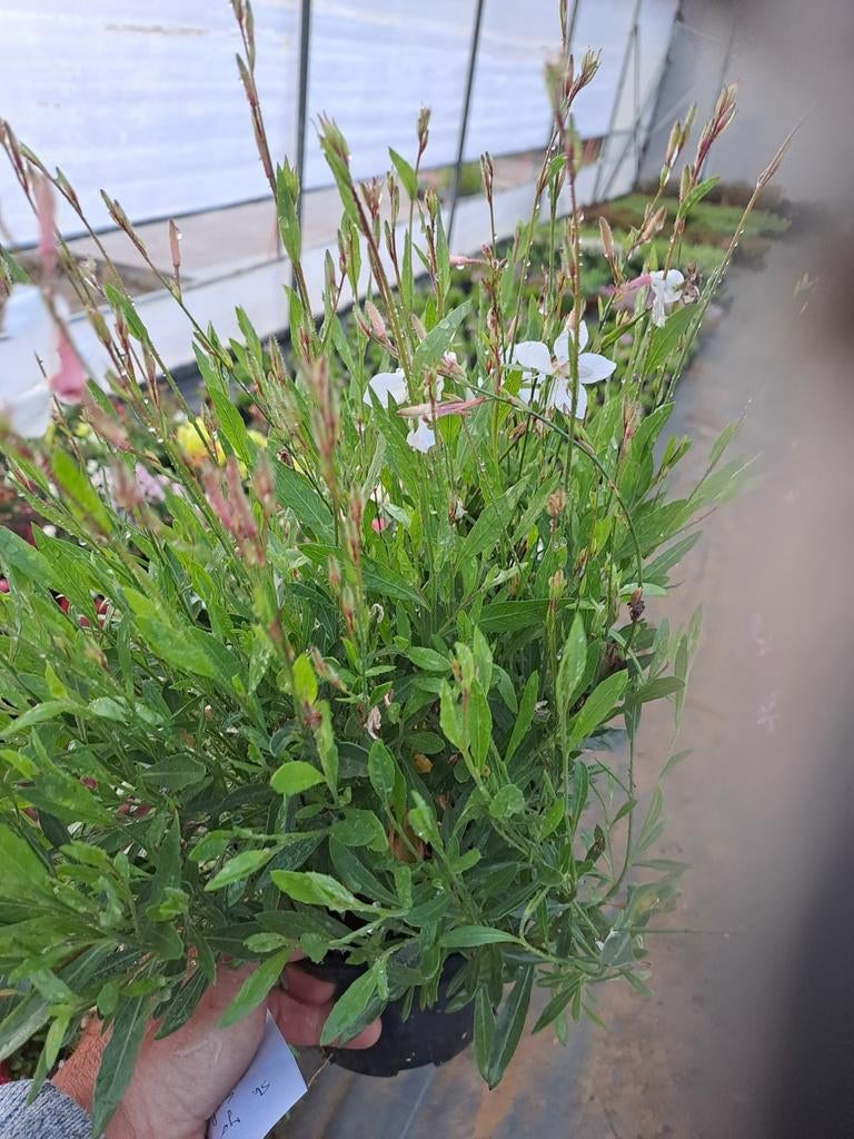 Gaura, Ophalen, Vaste plant