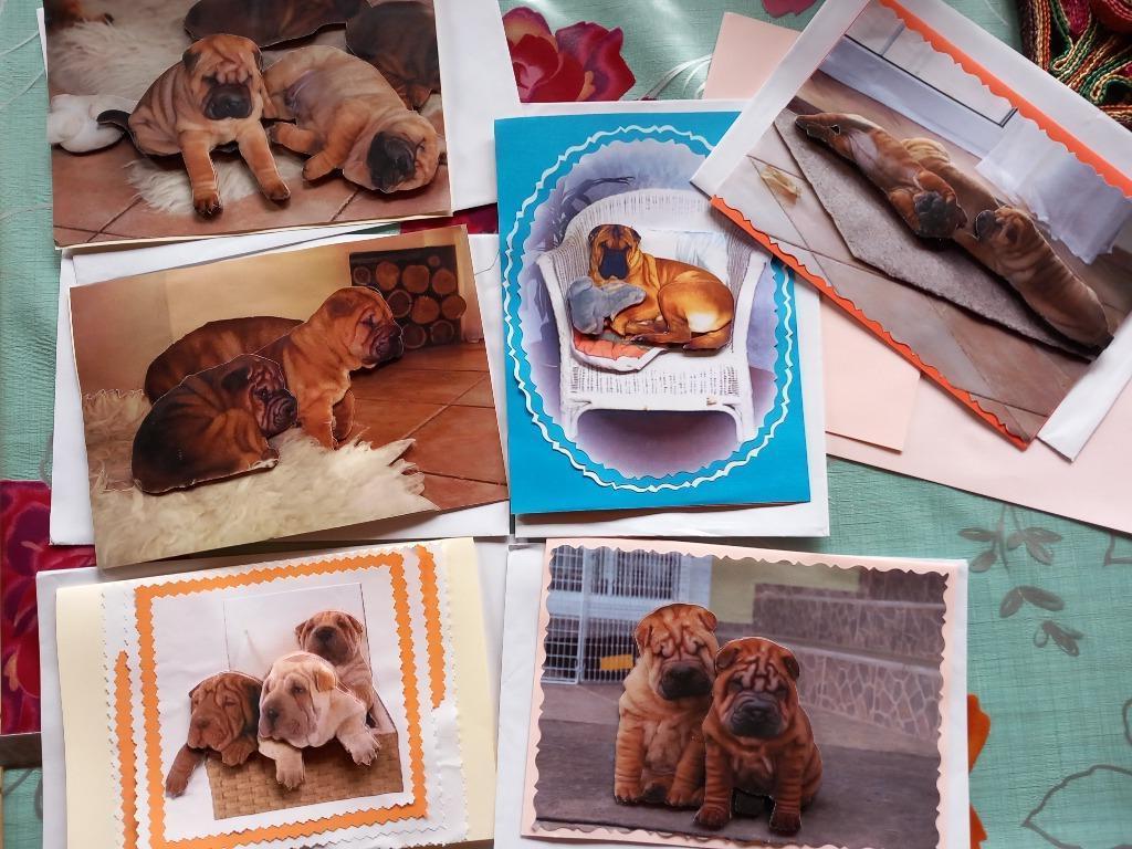 Carte postale en 3D sharpei, Verzamelen, Postkaarten | België, Ongelopen, Henegouwen, 1980 tot heden, Ophalen of Verzenden