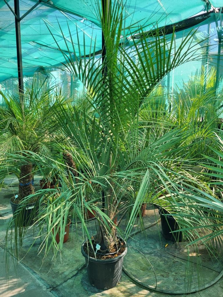 Butia capitata, stam 35/45, totaal 125/150 hoog., Ophalen of Verzenden