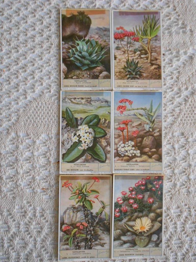 reeks van 6 Liebigchromo's met vetplanten, Natuur, Gebruikt, Ophalen of Verzenden, 1940 tot 1960