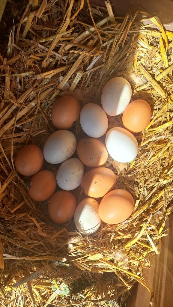 Œufs fermiers – Poules en plein air dans jardin arboré, Ophalen