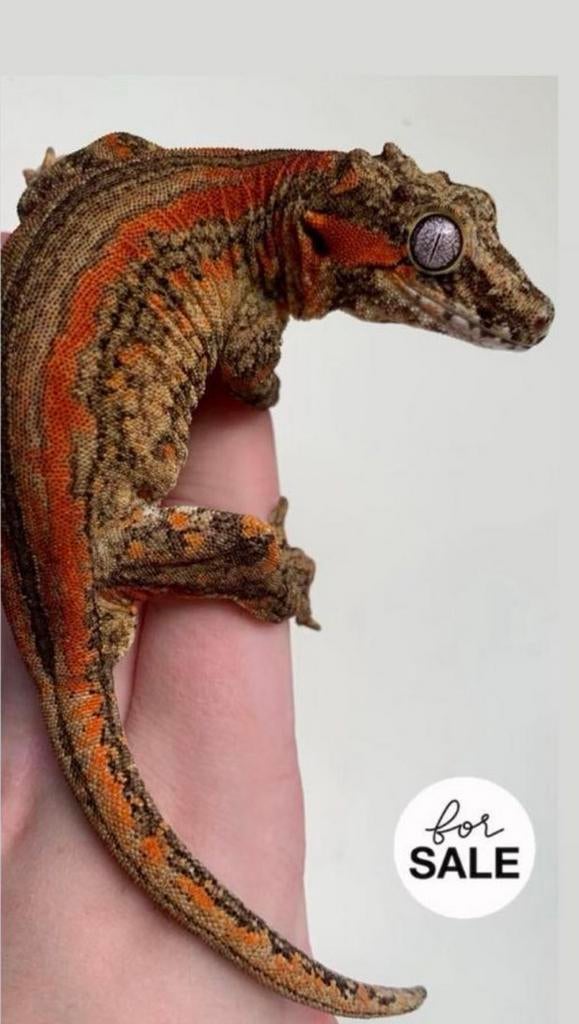 Koppeltje gargoyle gekko’s 1.1, Dieren en Toebehoren, Tam, 3 tot 6 jaar
